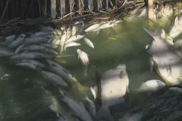 Úhyn ryb v Dyji se bez omezení fosforu bude opakovat, varuje studie