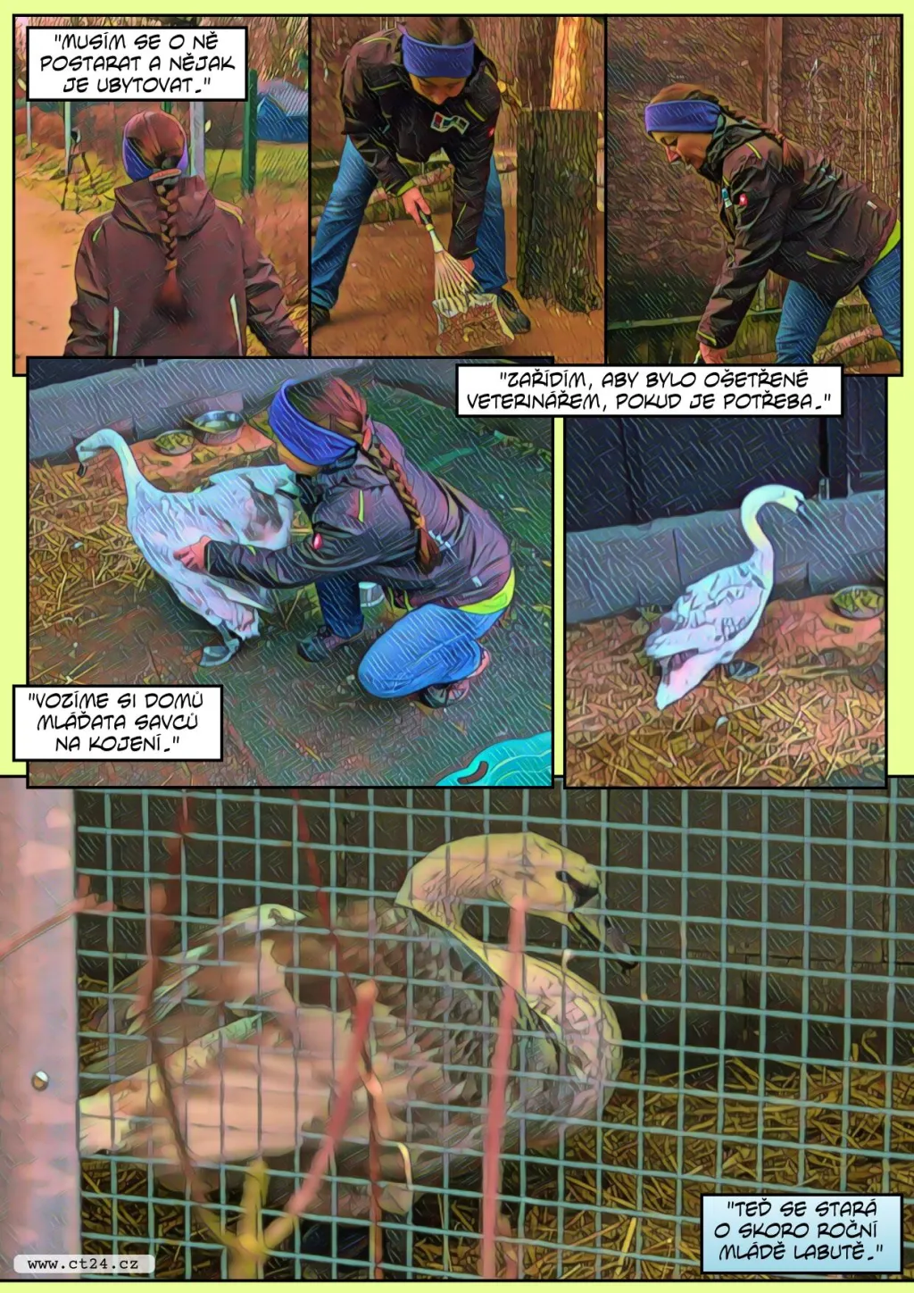 Unikátní operace poraněné labutě. Záchranná stanice Archa v Liberci pomáhá zvířatům