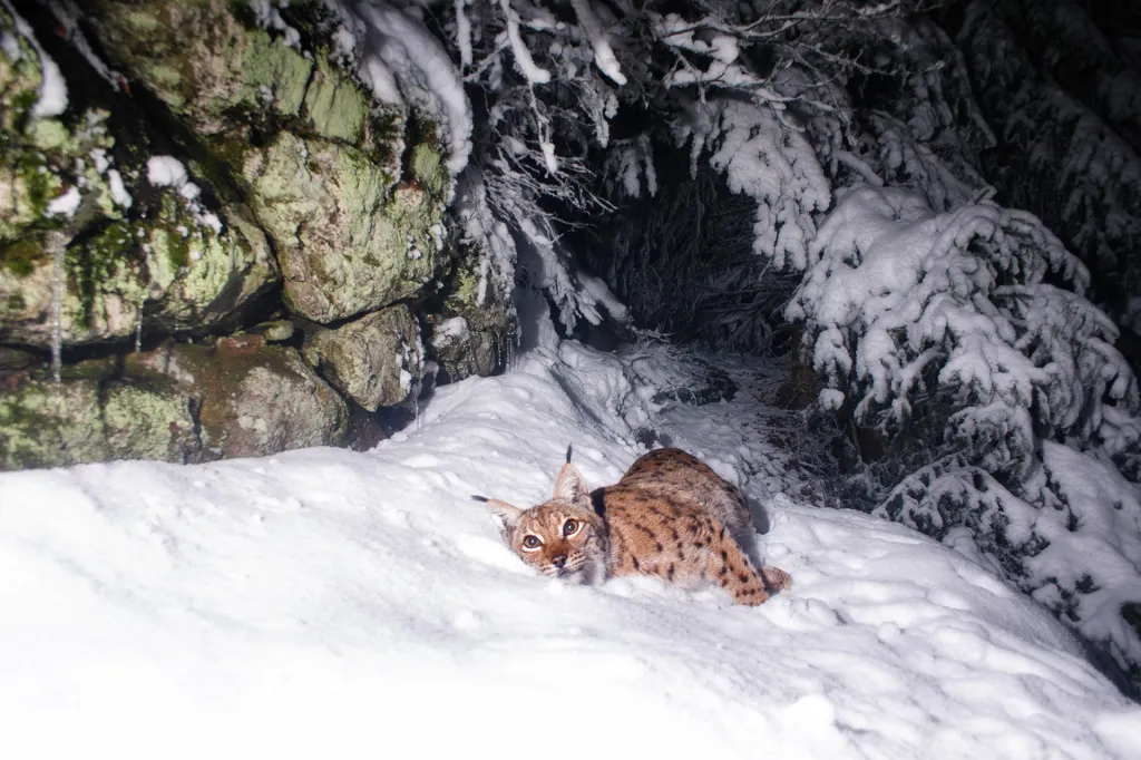 Nominace v kategorii Cena Czech Photo Special. Soubor fotopasti.