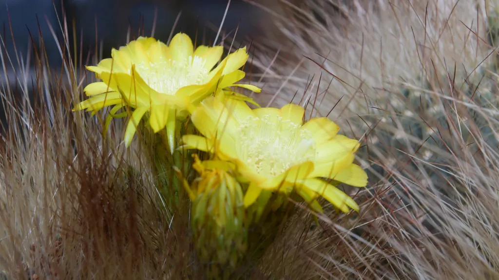 Rozkvetlé kaktusy a sukulenty na olomouckém Výstavišti Flora