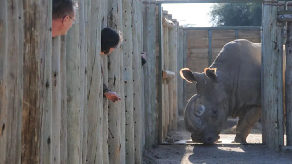 Čeští nosorožci v Keni - tak chutná Afrika