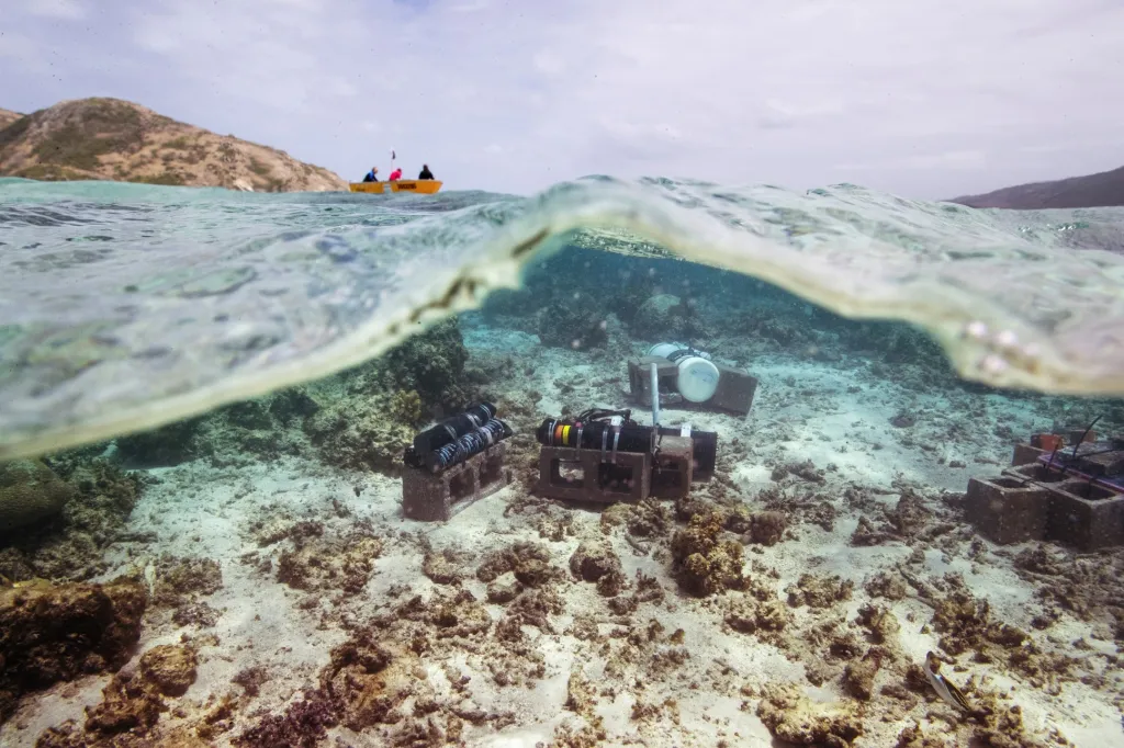Vědci se zaměřili na výzkum korálových útesů v oblasti Rudého moře u města Džidda v Saúdské Arábii a ostrova Lizard, který je součástí Austrálie