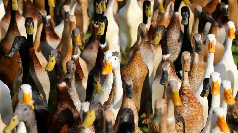 Indičtí běžci na jihoafrické vinici