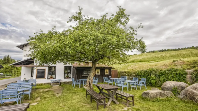 Vítězná jabloň u hospody U Lidmanů v obci Machov v Královéhradeckém kraji. Stromu je sedmdesát let