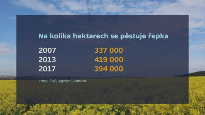 Pěstování řepky v ČR