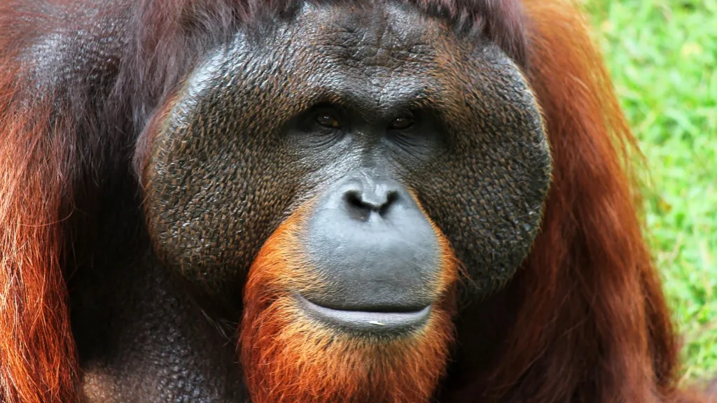 Orangutan, ilustrační foto