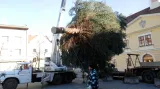 Z instalace vánočního stromu v Lounech