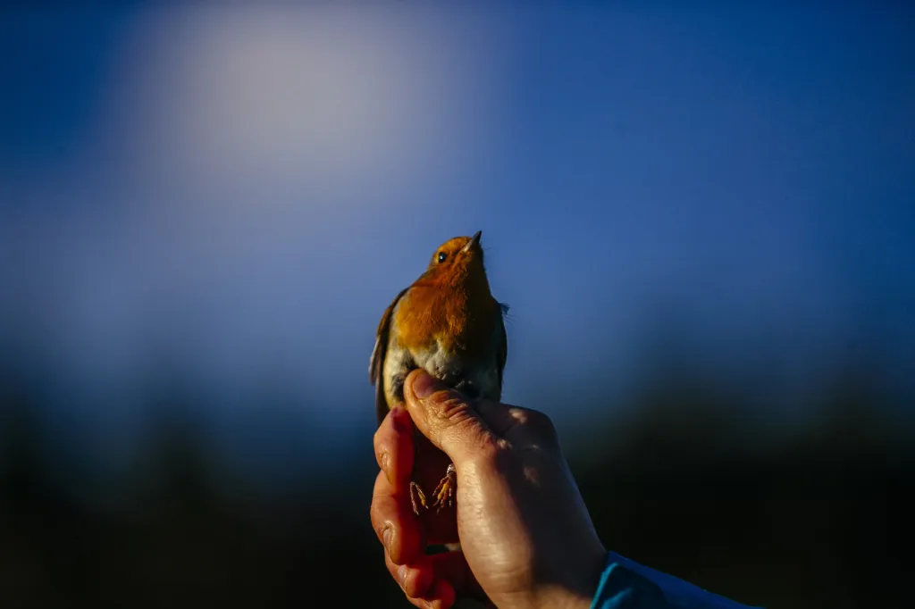 Posledním nominovaným je Petr Topič za soubor fotografií „Ptačí hlídka“. Na Červenohorském sedle už desátým rokem probíhá odchyt a kroužkování ptáků. Ornitologové za tu dobu okroužkovali více než sto tisíc ptáků. Projekt může mimo jiné říct, jak se environmentální změny podepisují na ptačí populaci