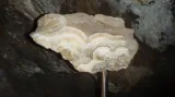 Podélný řez kalcitovou výzdobou