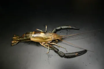 Krevety v britských řekách mají společnou jednu věc: kokain