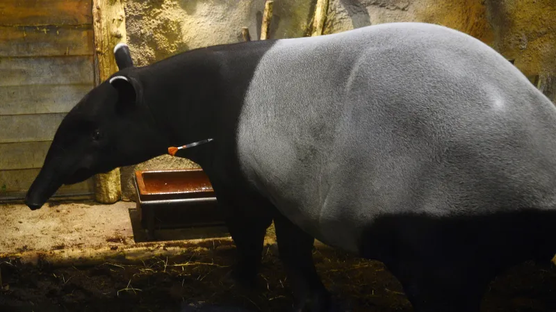 Tapír byl před evakuací uspán