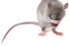 Výzkum u myší ukázal, jak ztráta sociálního postavení vede k depresivnímu stavu