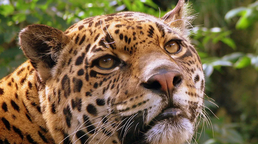 Jaguár