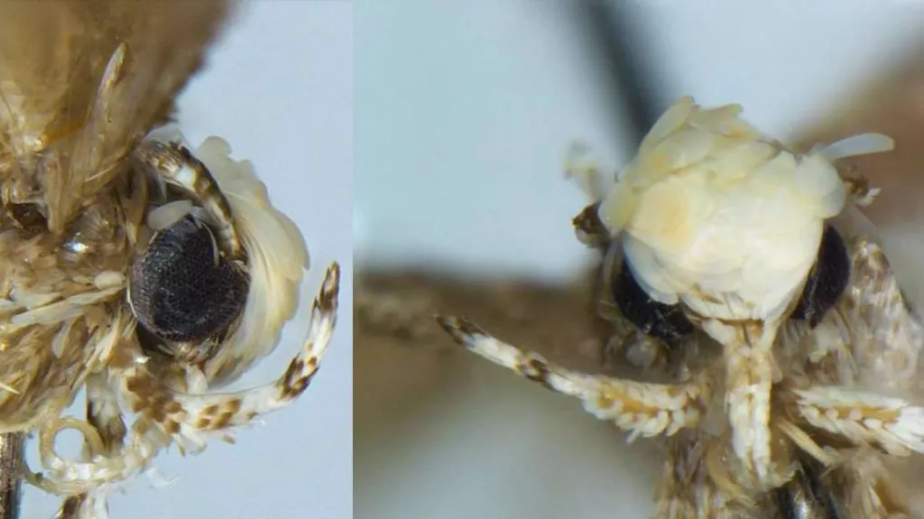Neopalpa donaldtrumpi