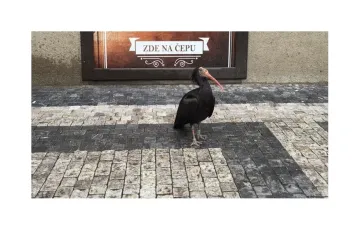 Sníh protrhl voliéru. Noc mimo zoo stráví 16 ibisů