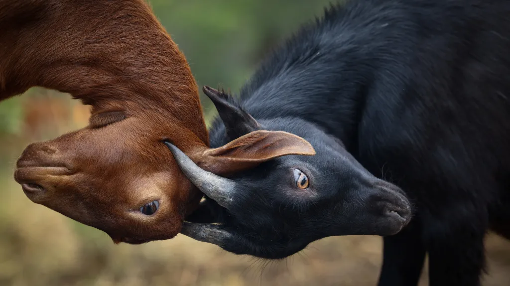 Kozy v Katalánsku přispívají k prevenci vůči letním požárům