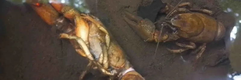 Račí mor ohrožuje původní druhy. Přenést ho může i mokrý podběrák