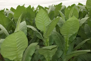 Vrchní soud potvrdil tresty za nelegální obchod s tabákem. Odsouzení stát připravili o více než 200 milionů