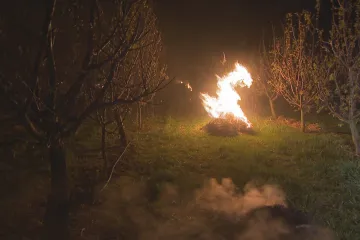 Vinaře stály jarní mrazy půl miliardy korun