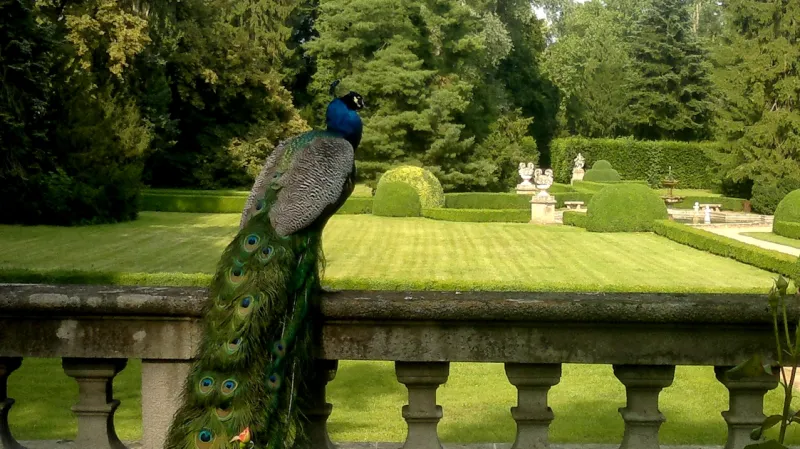 Páv v zámeckém parku