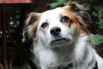 Deky pro psí hospic, plné misky pro veverky, prostěradla orangutanům. Vánoční sbírky pomáhají zvířatům