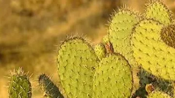 Kaktusy v poušti