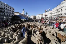 Ve Španělsku začala transhumance. Hlavním městem prošlo tisíc ovcí
