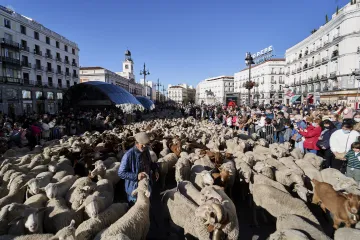 Ve Španělsku začala transhumance. Hlavním městem prošlo tisíc ovcí
