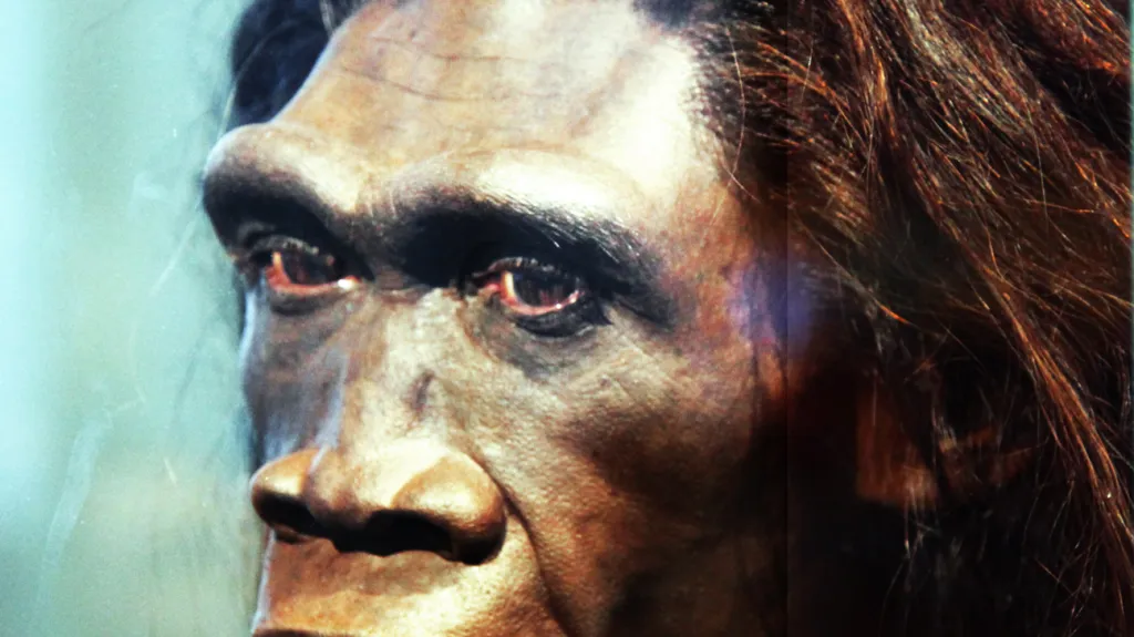 Homo erectus