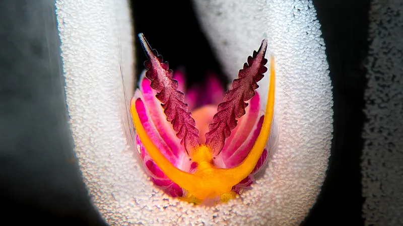 Kategorie Nahožábří plži, 1. místo. Favorinus pacificus and eggs