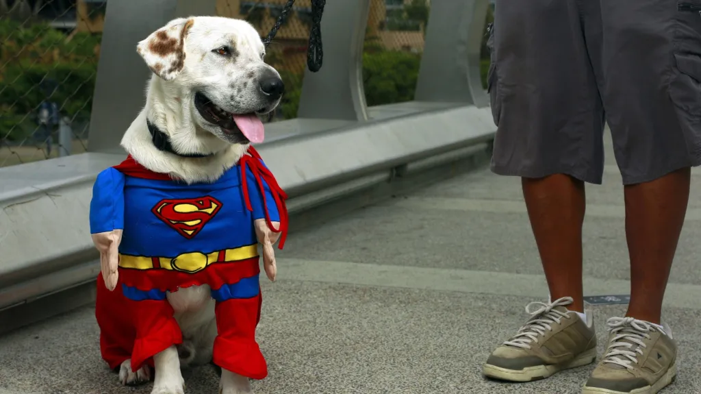 Pes v oblečku Supermana na Comic-Conu 2013