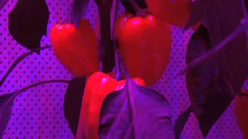 Pěstování paprik pod umělým světlem