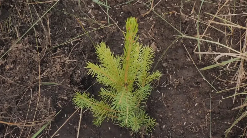 Sázení stromů ve Skotsku