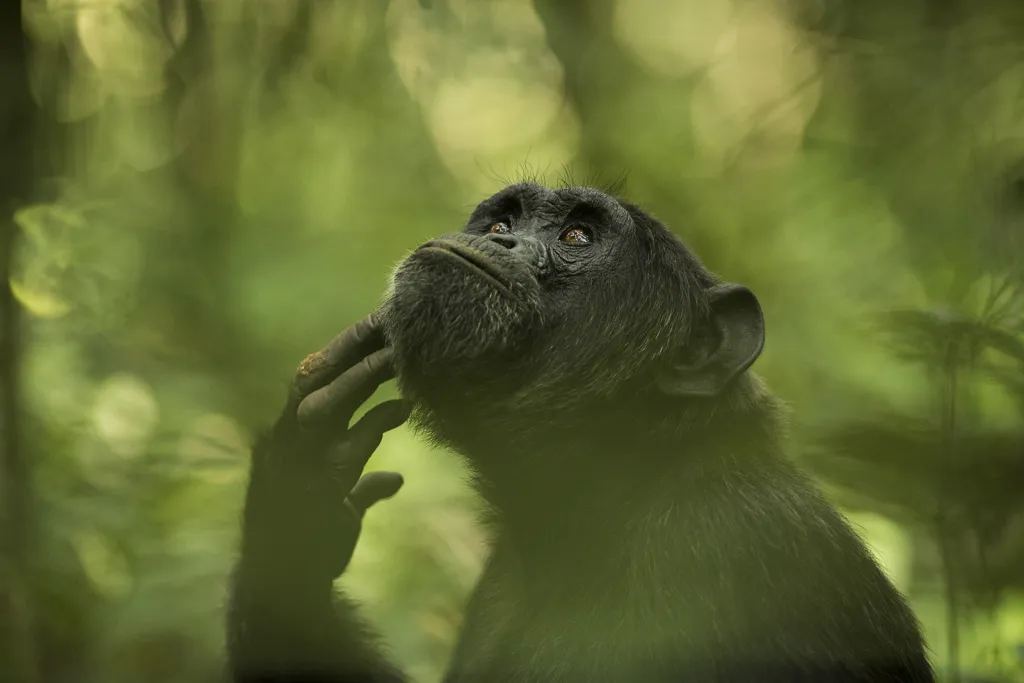Vítěz Národní ceny Belgie. Šimpanz v rezervaci Kibale Forest v Ugandě.