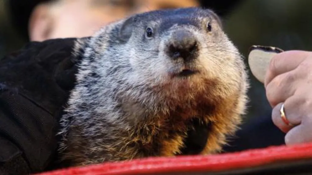 Světoznámý svišť Phil