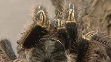 Výstava tropických pavouků v Hluboké nad Vltavou