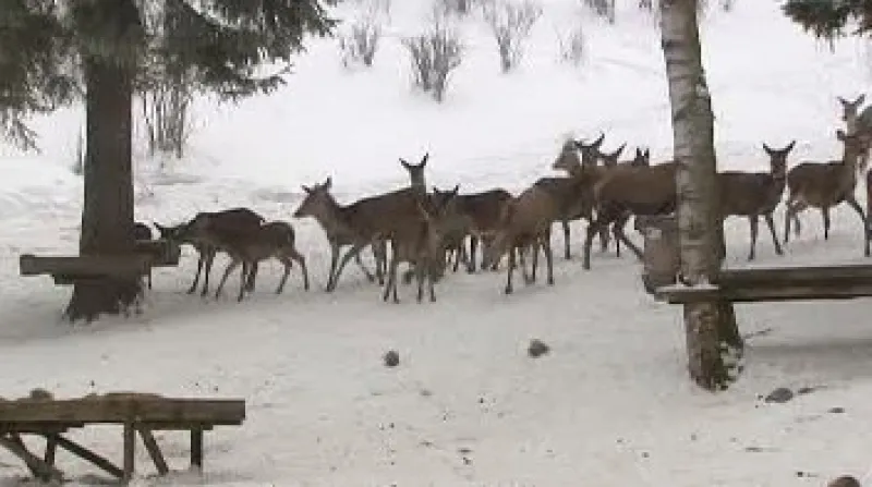 Krkonošský národní park připravil pro školy program zaměřený na největšího savce Krkonoš jelena evropského.