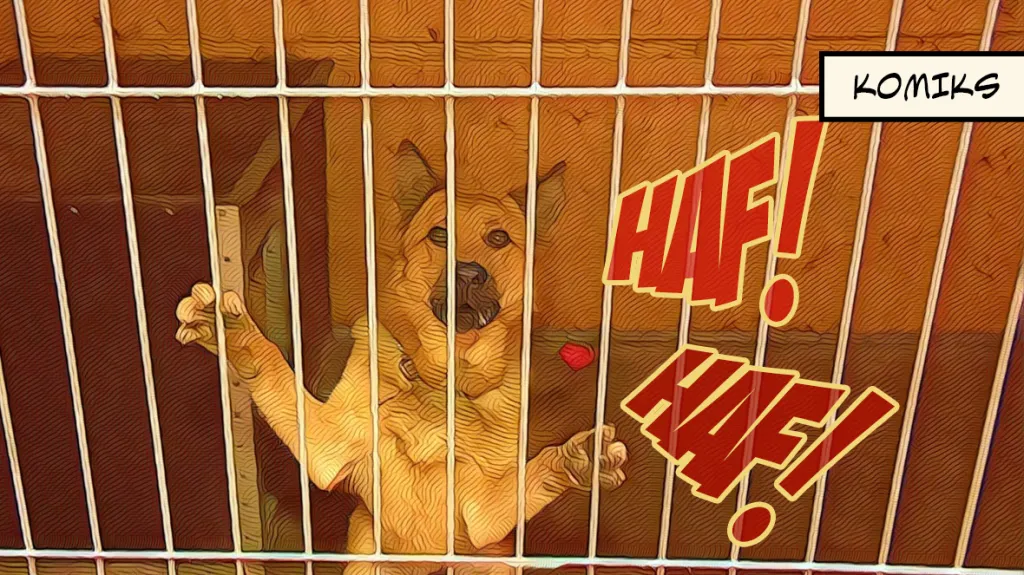 Psí útulek v Hodoníně zničilo tornádo, nový azyl pro zvířata se připravuje