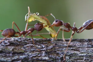 Mravenci si vedou knihy zášti psané feromony