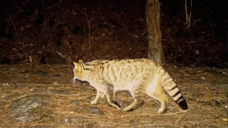 Fotopast zachytila na Šumavě kočku divokou