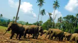 Fotografie Petra Našice z Pinnawala Elephant Orphanage
