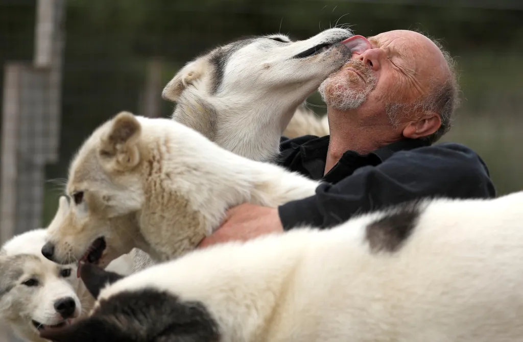 Stephen Biddlecombe se specializuje na chov sibiřského huskyho. Na snímku je zachycen s párem, kterému se narodila čtyři štěňata