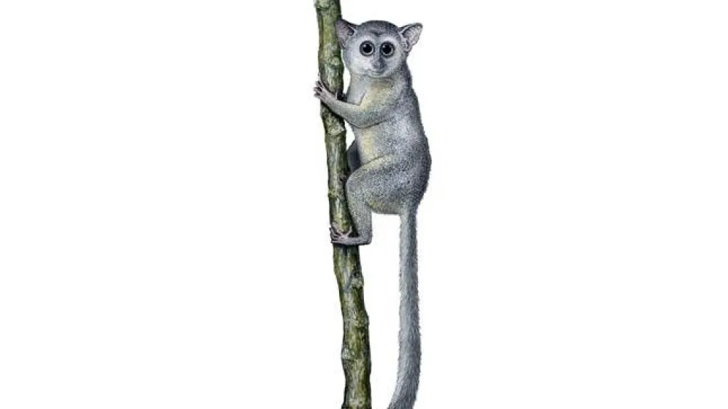 Teilhardina magnoliana