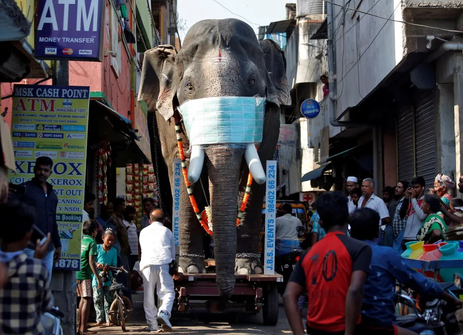 Slon je v Indii uctívaným zvířetem a lidé tomuto stvoření připisují božské schopnosti. Místní vláda v indického státu Tamilnádu nechala vyrobit obří roušky, které umístila na sochy slonů. Jde o „reklamní“ poutače, které ukazují obyvatelům, jak se mají chránit před koronavirem