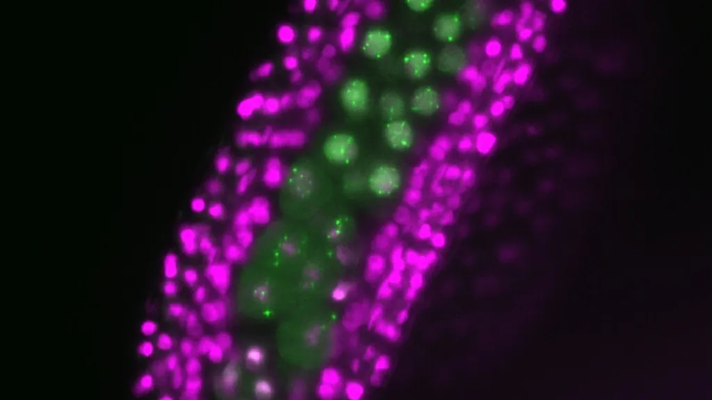 Vědci můžou díky mikroskopům a laseru pozorovat rozmnožování rostlin