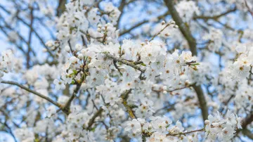 Ilustrační snímek, rozkvetlá třešeň