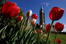 Javorové listy v tulipánech. Kanada připravuje květinovou slavnost