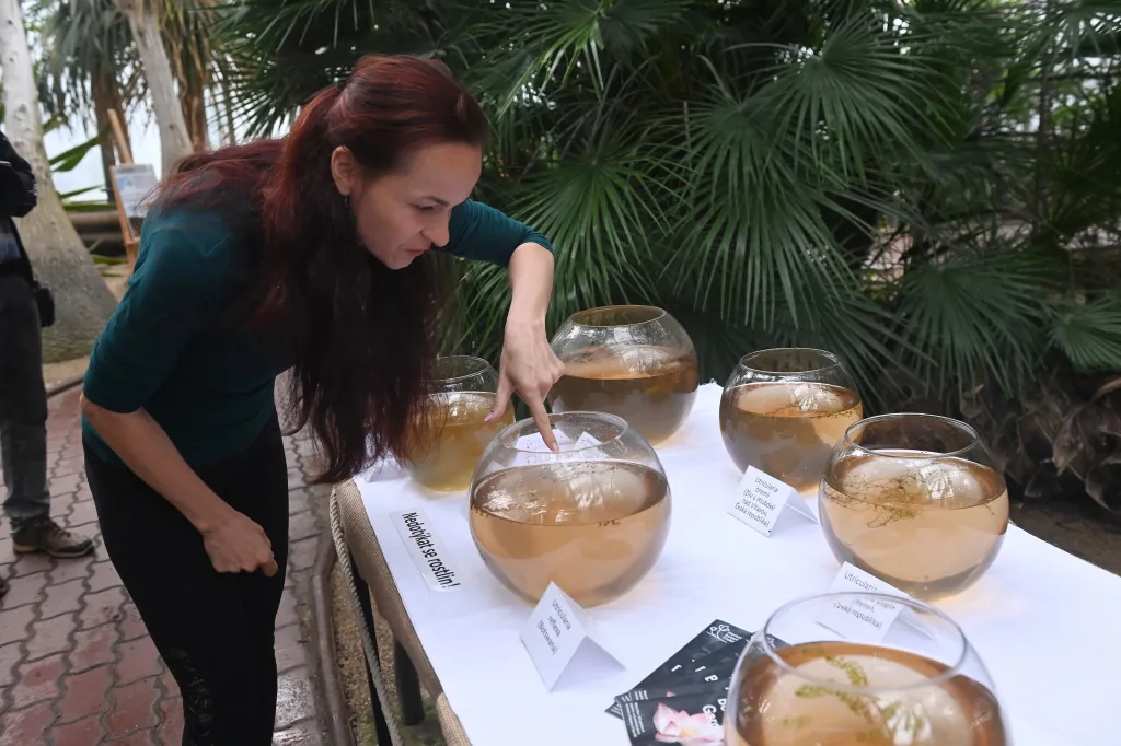Zkušená pěstitelka Markéta Aubrechtová ukazuje vodní masožravé bublinatky