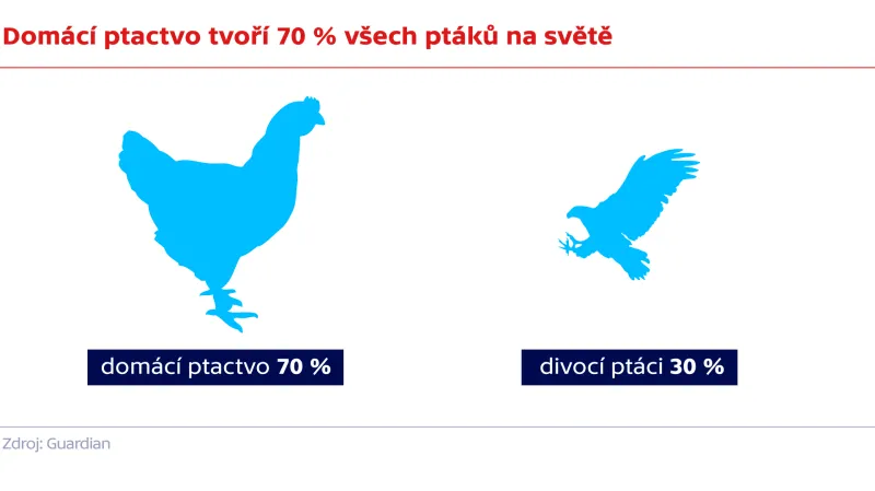 Domácí ptactvo tvoří 70 % všech ptáků na světě