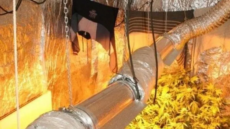 Konopí mělo hodnotu stovek tisíc korun